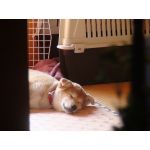 お猿ぅ＠