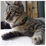 灰色の猫