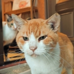 よしを