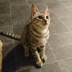 シャーロット