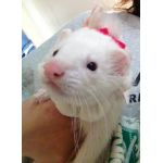 ねこみみ