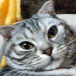 しろまさ