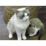 オムソバ