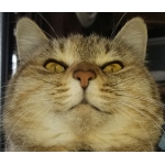 猫汰（・ω・=）