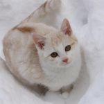 Lisiam