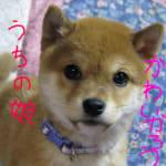 みさ
