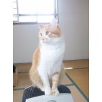 りょうや