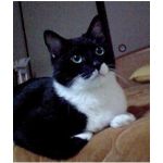 丸眼鏡のトムやん