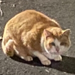 MEOW