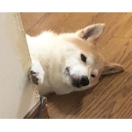 userPhoto