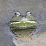 userPhoto