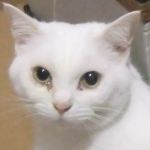 ケム