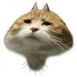 猫菇