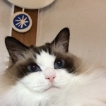 まねきねこ