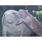 招きん