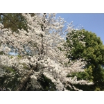 userPhoto