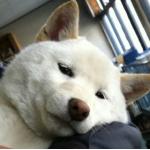 フッチ