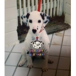userPhoto