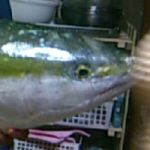 鰤の握り（シンカワ　ジュン）