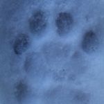 灰色猫
