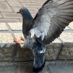 ほっぴん
