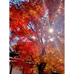 userPhoto