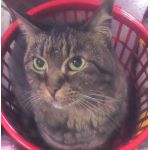 ねこまっしぐら