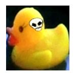 Poccola