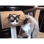 カギョク