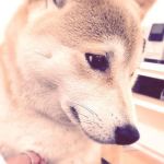 ひらまさあじ