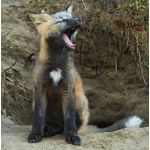 redfox