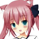 アルテ犬