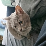 マダオ