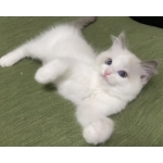 たぬきち