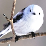通りすがりの人