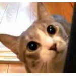 はじめちゃ。