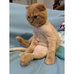 じゃん