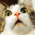 きくちさおたろう