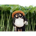 ふきたぬき