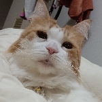 かのちゃ