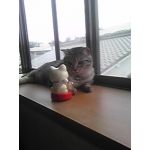 ＠ぬこ