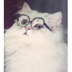 catty
