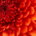 芝生