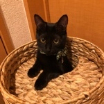 冬蛍