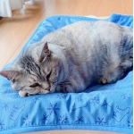 userPhoto