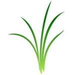 汚れた草