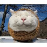 スポポビッチ