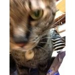 みーすけ