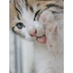とっくん