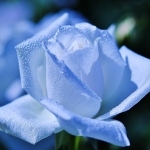 userPhoto